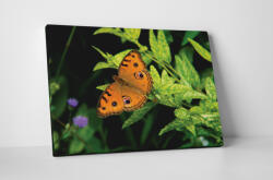 4 Decor Tablou canvas : Orange butterfly - beestick-deco - 174,00 RON