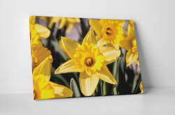 4 Decor Tablou canvas : Narcisa galbena - beestick-deco - 69,00 RON