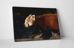 4 Decor Tablou canvas : Panda rosu - beestick-deco - 69,00 RON