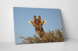 4 Decor Tablou canvas : Girafa printre copaci - beestick-deco - 174,00 RON