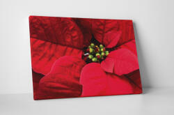 4 Decor Tablou canvas : Poinsettia - beestick-deco - 174,00 RON