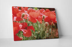 4 Decor Tablou canvas : Printre maci - beestick-deco - 174,00 RON