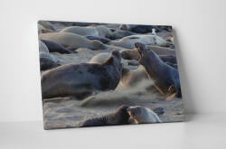 4 Decor Tablou canvas : Lei de mare - beestick-deco - 69,00 RON