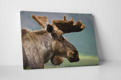 4 Decor Tablou canvas : Renul - beestick-deco - 174,00 RON