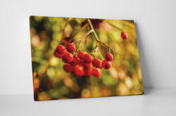 4 Decor Tablou canvas : Cotoneaster berry - beestick-deco - 104,00 RON
