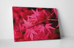 4 Decor Tablou canvas : Artar japonez cu frunze rosii - beestick-deco - 69,00 RON