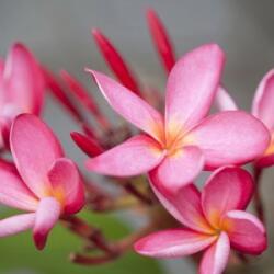 Hawaii rózsa (Frangipani plumeria rubra - Red Frangipani) Bailey virágeszencia 10ml
