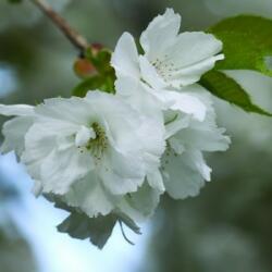 Japáncseresznye (Prunus taihaku - White Cherry) Bailey virágeszencia 10ml