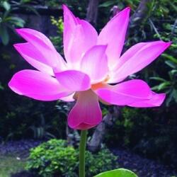  Indiai lótusz (Nelumbo nucifera - Sacred Lotus) Bailey virágeszencia 10ml