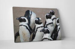 4 Decor Tablou canvas : Grup de pinguini - beestick-deco - 174,00 RON