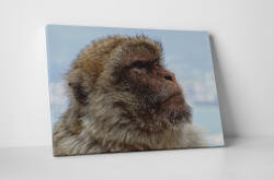 4 Decor Tablou canvas : Mountain monkey - beestick-deco - 69,00 RON