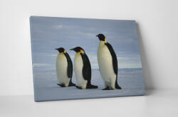 4 Decor Tablou canvas : Trei pinguini - beestick-deco - 104,00 RON