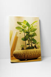 4 Decor Tablou canvas : Bonsai micut - beestick-deco - 69,00 RON