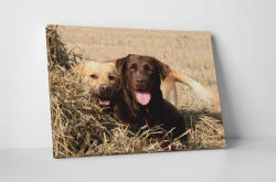 4 Decor Tablou canvas : Cuplu Labrador - beestick-deco - 69,00 RON