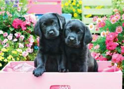 EUROGRAPHICS 6500-5462 - Black Labs in Pink Box - 500 db-os puzzle (6500-5462)