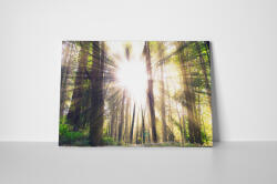 4 Decor Tablou canvas : Gorgeous Clearing - beestick-deco - 89,00 RON