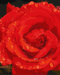Ideyka Set pictura pe numere, cu sasiu, Trandafir rosu, 40x50 cm (KHO3207)
