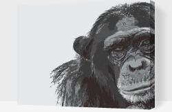 Festés számok szerint - Csimpánz Méret: 30x40cm, Keretezés: Keret nélkül (csak a vászon)