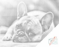 PontPöttyöző - Bulldog Méret: 30x40cm, Keretezés: Keret nélkül (csak a vászon), Szín: Fekete