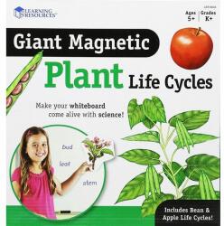 EDC Ciclul vietii plantei - set magnetic (EDC-138198)