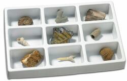 EDC Kit paleontologie - Fosile (EDC-138353)