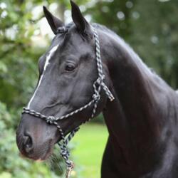  Kötöfék lovaknak Parelli csomózott (Fekete/szürke cob méret) (K3297747)