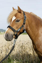 USG Bélelt kötőfék, fekete, cob (USG15050006-100-401)