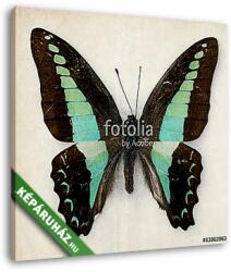  Vászonkép: Premium Kollekció: butterfly(105x100 cm)