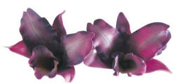 Martellato Orhidee Chinezeasca Mica - Decupatoare Plastic O 4 - 5.5 cm, Set 3 Buc (40-W009)