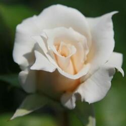 Rosa An Bán cserepes rózsa