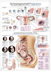 Terhesség fali poszter