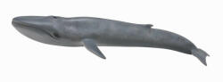 CollectA Balena Albastra - Collecta (COL88834XL) - roua Figurina