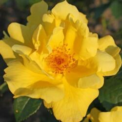 Rosa Lemon Fizz® cserepes rózsa