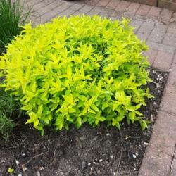 Közönséges szurokfű - Origanum vulgare 'Aurea' - Konténeres