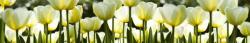 Fehér tulipánok, konyhai matrica hátfal, 350 cm (DMKI350-009)