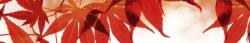 Piros levelek, konyhai matrica hátfal, 350 cm (DMKI350-008)