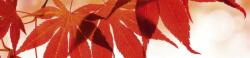 Piros levelek, konyhai matrica hátfal, 260 cm (DMKI260-008)