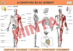 Comenius A csontváz és az izomzat (CM-1307)
