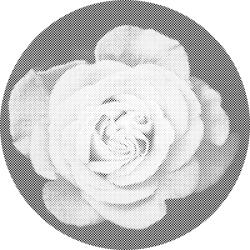  PontPöttyöző - Rózsafej Méret: 50x50cm, Keretezés: Kerek keret, Szín: Fekete