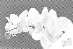 PontPöttyöző - Fehér orchidea 2 Méret: 40x60cm, Keretezés: Keret nélkül (csak a vászon), Szín: Piros