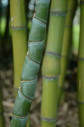 Jellegzetes szárú sövény bambusz - Phyllostachys Aurea (aurea)