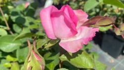 Rosa 'Beverly'® - Beverly rózsaszín teahibrid rózsa - Konténeres