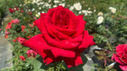 Rosa 'Grande Amore'® - Égő szerelem teahibrid rózsa - Konténeres