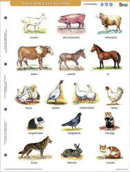 STIEFEL Tanulói munkalap, A4, STIEFEL" A ház körül élő állatok (27585) - bestoffice