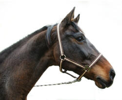 Kerbl Covalliero Hippo kötőfék, kék