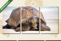 Többrészes Vászonkép, Premium Kollekció: Seychelles óriás teknősbéka(125x60 cm, L02)