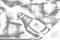  PontPöttyöző - Galamb Méret: 40x60cm, Keretezés: Keret nélkül (csak a vászon), Szín: Kék