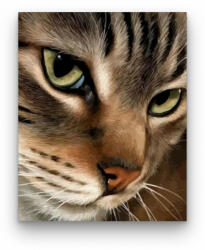  Cica figyelem - számfestő készlet