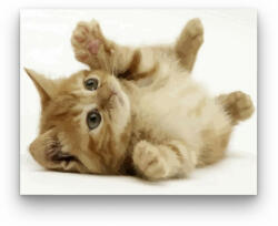  Játékos kiscica - számfestő készlet