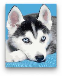  Husky kölyök - számfestő készlet